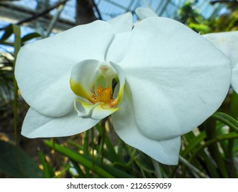 A White Orchid At The Tennessee Aquarium