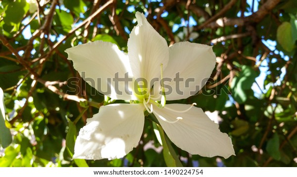 White Orchid Tree Bahuinia Sp Flower Stock Photo Edit Now