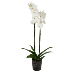 White Orchid Two Branches In A Black Ceramic Flower Pot