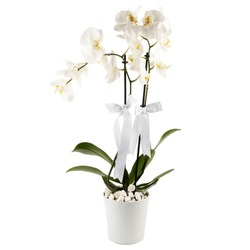 
White Orchid Two Branches In A White Ceramic Pot