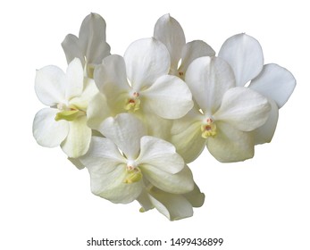 10,616 White vanda Images, Stock Photos & Vectors | Shutterstock