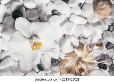 White Orchid With Yellow Core Lie On Surface Of Water Above Bottom With White Stones And Shell. Rare Drops Drip Onto Water And Circles Disperse. Transparent Fresh Water With Flecks And Waves. Top View