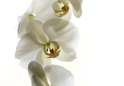 White Orchids In A Bright Background.