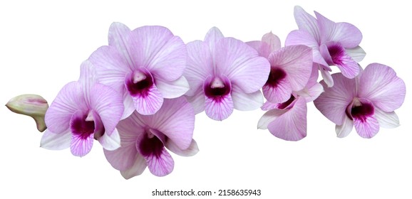 White orchids mixed with light purple. The center of the flower is dark purple. and with purple streaks all over the flowers and isolated on white background with clipping path. - Shutterstock ID 2158635943