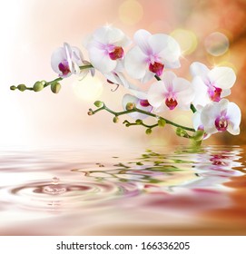 white orchids on water with drop
