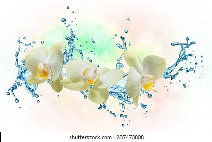 White Orchids On Water Splash Close Stock Photo 287473808 | Shutterstock