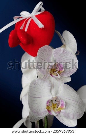 White orchids with red hearts on a darkblue background.