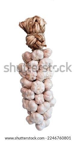 white organic Bunch of garlic bulbs, lots of garlic Whole Tied, isolated on white background