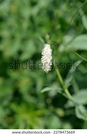 White Oriental Burnet flowers - Latin name - Sanguisorba tenuifolia Alba