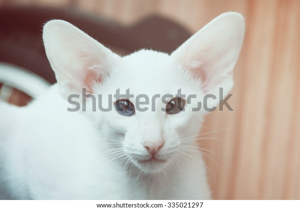 White Oriental Cat Eyes Different Colors Stock Photo Edit Now