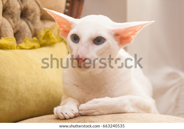 White Oriental Cat Sitting On Vintage Stock Photo Edit Now 663240535