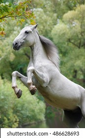 White Orlov Horse Rearing