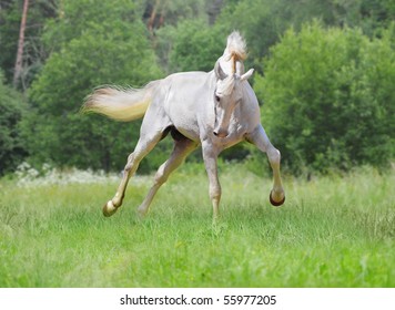 White Orlov Trotter