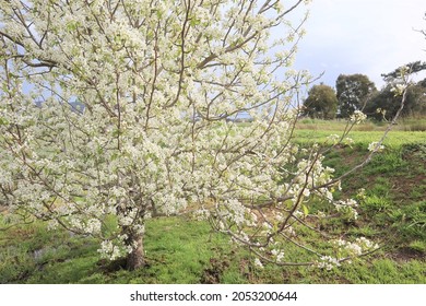 White Ornamental Pear Tree In Blossom In Spring