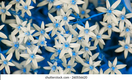 White Ornithogalum (Grass Lily) Flowers with Blue Leaves (16:9 Aspect Ratio)