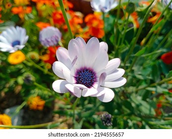 White Osteospermum With Blue Center