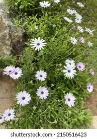 White Osteospermum Cape Daisy Flower