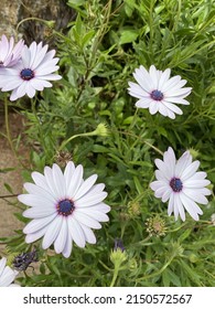 White Osteospermum Cape Daisy Flower