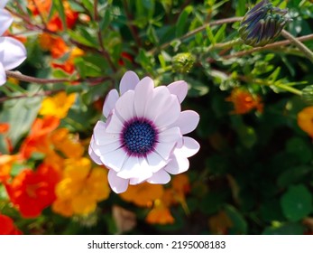 White Osteospermum In A Field