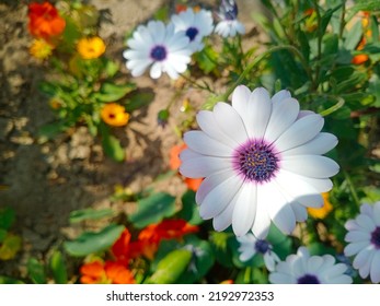 White Osteospermum Jucundum Blooming In A Field