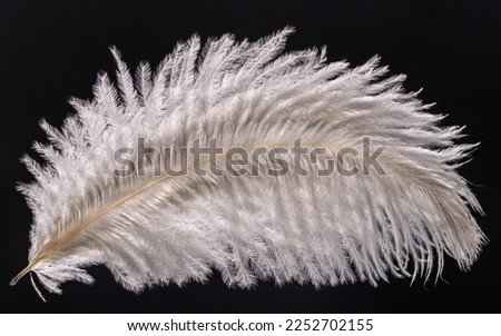 White ostrich feather in the background light on a black background