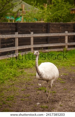 White ostrich nandu known as Greater rhea (Rhea americana) is flightless bird found in eastern South America. Greater Rhea from South America also called American Rhea or Nandu - Latin