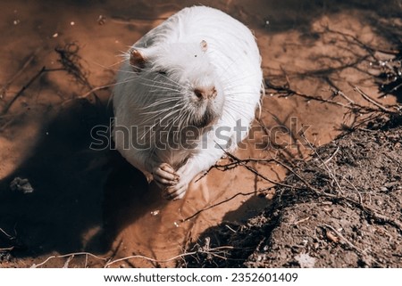 a white otter sits by the pond. 
portrait of a rodent looking at the camera.