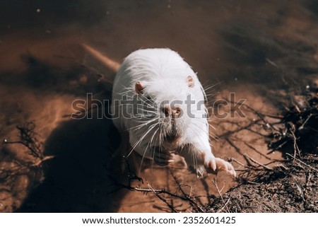 a white otter sits by the pond. 
portrait of a rodent looking at the camera.
