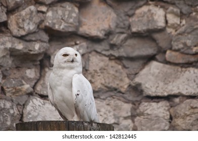 white owl