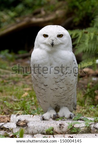 White Owl