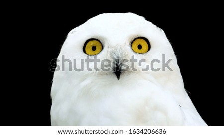 Similar – Snowy owl face III