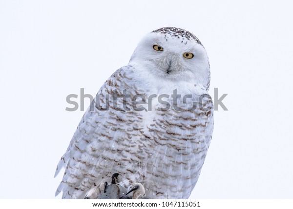 white owl camera