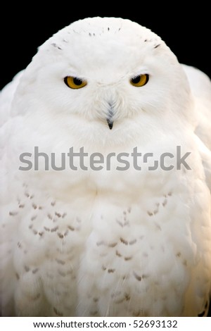 White owl portrait