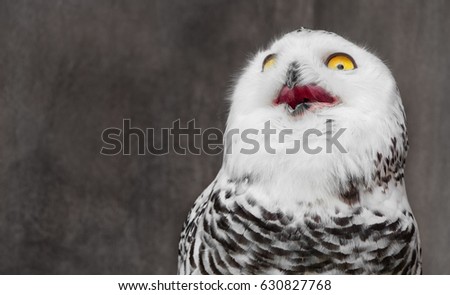 White Owl with shocking meme face