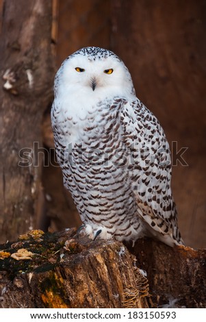 White owl sitting on stump in zoo