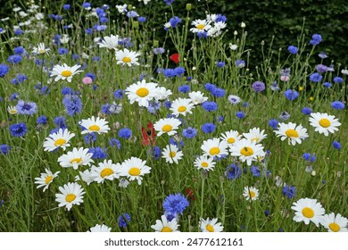 White Ox eye daisy, Leucanthemum vulgare, and Blue Bachelor’s Button cornflower in flower.  - Powered by Shutterstock