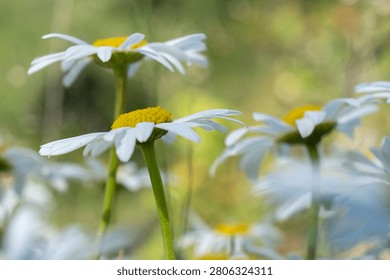 White oxeye daisies flowering in a natural meadow with soft background blur. Summer countryside and biodiversity concept.
