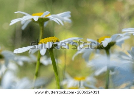 White oxeye daisies flowering in a natural meadow with soft background blur. Summer countryside and biodiversity concept.