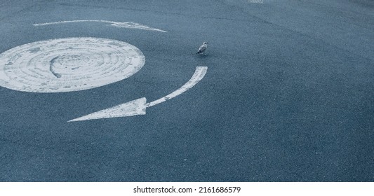 White painted mini roundabout in road with pigeon standing between arrows - Shutterstock ID 2161686579