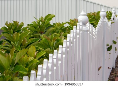 White Painted Wooden Fence With Green Shrubs Adds Class To A Suburban House, With A White Colorbond Metal Fence.