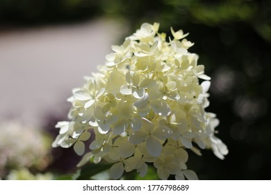 White Panicle Snow Queen Hydrangea Gardening Backyard Summer Flowers