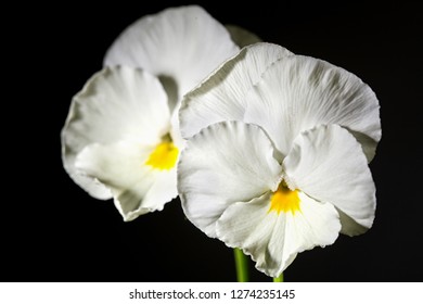 White pansies, two flower on a black background.