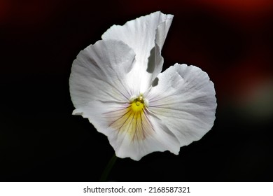 White pansy flower with black background.