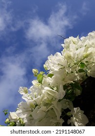 White Paper Flowers Growing On The Fence Of The House, Very Beautiful To See From Below