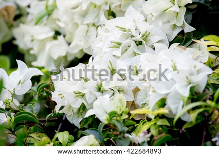 white paper flowers have been thailand stock photo edit now paper flower scientific name