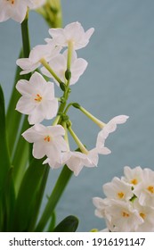 White Paperwhite Narcissus Bulb Flowers Forced In Winter