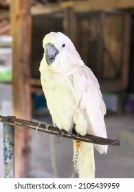 White Parrot From Bhumi Merapi Indonesia