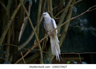 White Parrot With Crest. Wildlife. Macro. Blurred Background. Parrot Lori