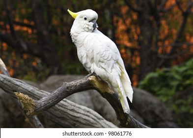 White Parrot On A Branch