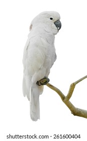 White Parrot On Th Branch